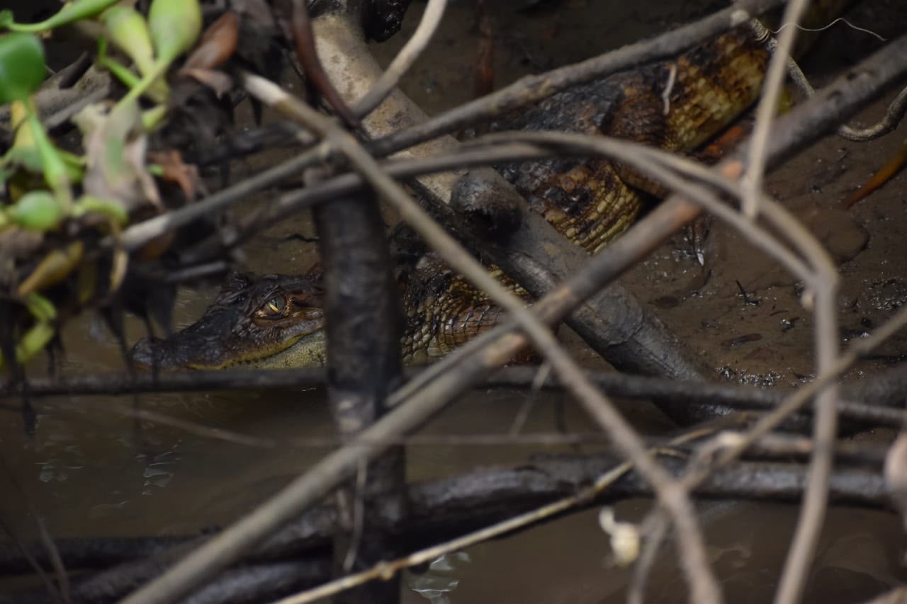 Mangrove Tour in Costa Rica 3