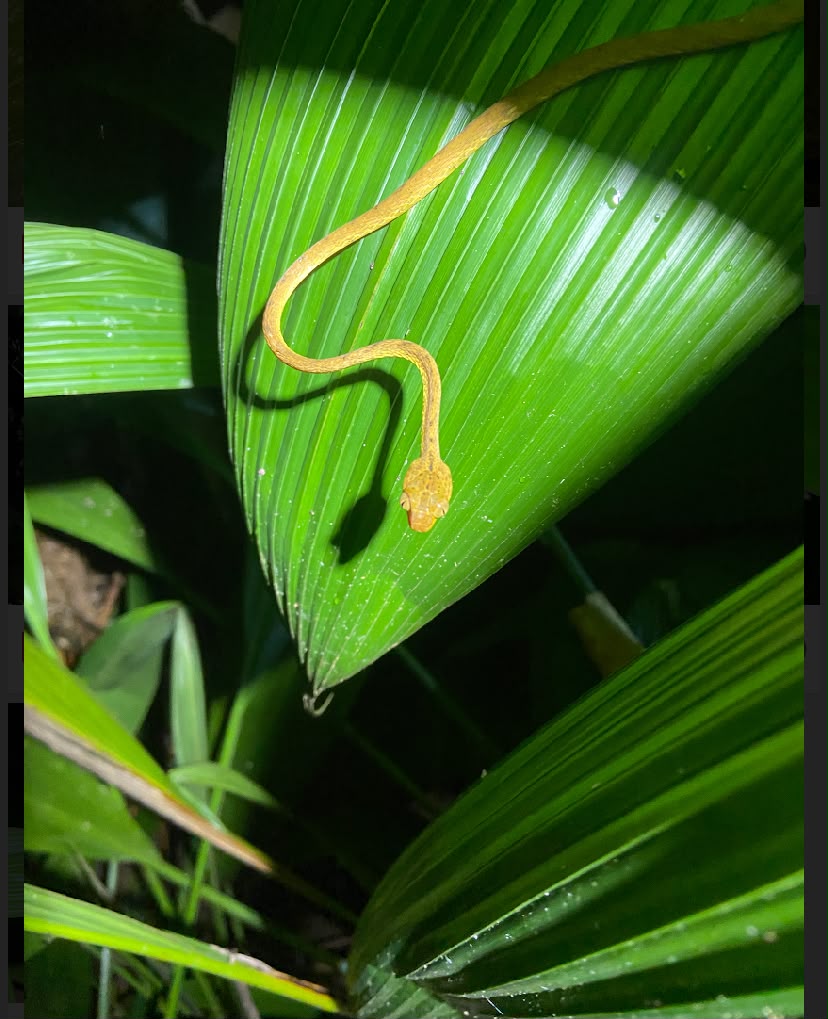 Night Hike in Costa Rica 3