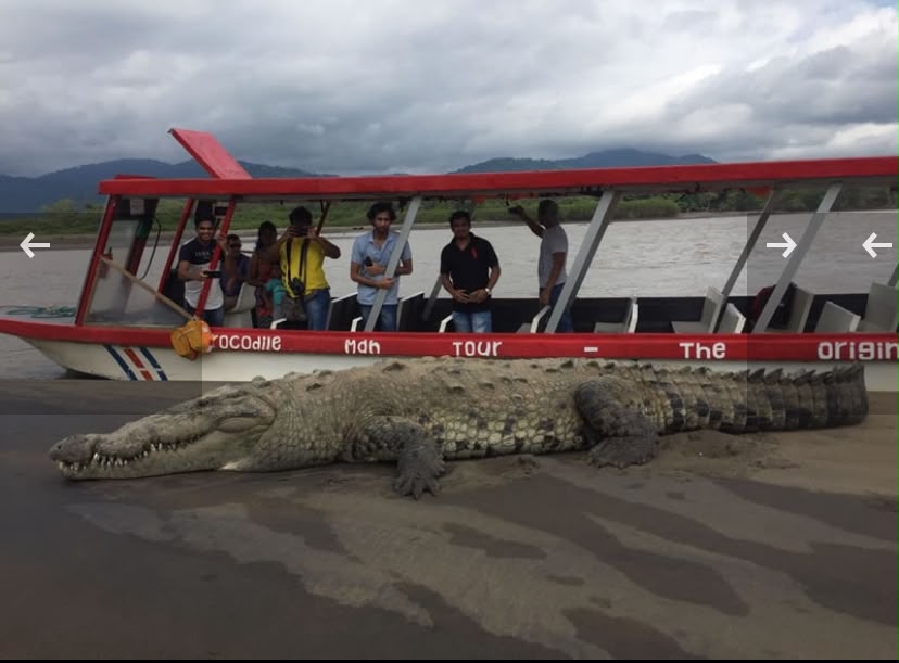 Crocodile Tour Tárcoles River in Costa Rica 2