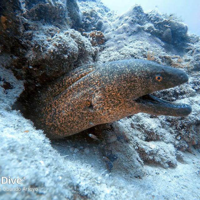 Snorkeling in Costa Rica 2